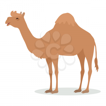Dromedary camel cartoon character. Funny camel with one hump flat vector isolated on white. African fauna. Camel icon. Wild animal illustration for zoo ad, nature concept, children book illustrating