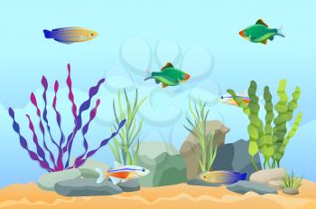 Aquarium underwater vector elements, sand and stones, seaweed and moss on blue background. Guppies, cardinal tetra and pecilia aquarium illustration