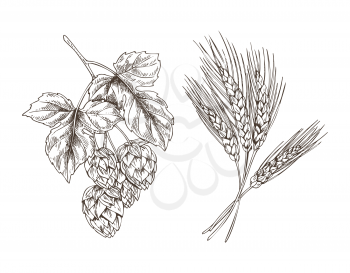 Wheat and hop bunches isolated on white background graphic illustration, vector image of raw and main ingredients for good beer and ale production
