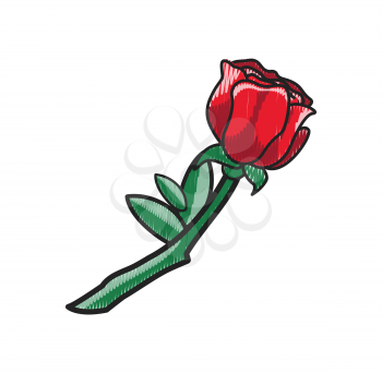 Closeup of red rose, flower with leaves and petals, countours of which are of black color, icon on vector illustration isolated on white background