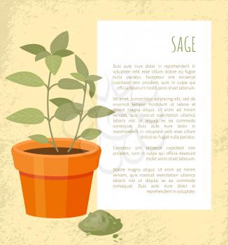 Sage banner of plant in pot, salvia spice powder, headline text sample, information about condiment vector illustration green leaves and dry herb