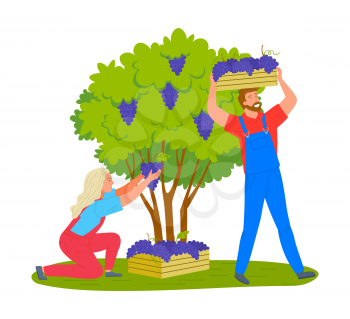 Man and woman gathering grapes on vineyard plantation isolated cartoon people. Vector viticulture and winemaking industry, male and female farmers gather crops
