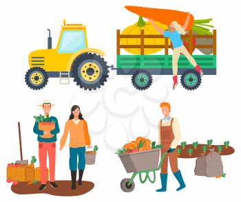 People working on farm vector, isolated tractor with character loading beetroots and carrots. Personage with harvested products, cart with pumpkin