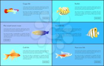 Guppy neon tetra fish posters set with info about limbless creatures. Blue striped tamarin wrasse, boxfish and butterfly types vector illustration