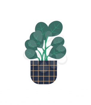 Houseplant vector, green wide foliage, isolated icon. Plant growing in pot with squared,  lines, botanical decoration for home. Floral decor leaves