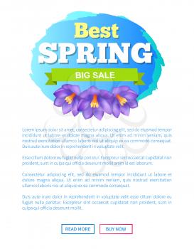 Best spring big sale advertisement label crocus purple flowers vector on webpage with push buttons read more and buy now. Emblem blossom of plants