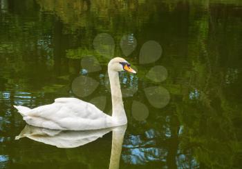 White swan swimming in a pond