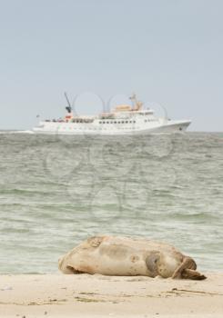 A common seal is watching the passing of a ship at Helgoland
