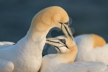 A loving couple of gannets