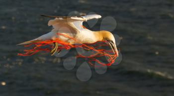 A gannet flying with a orange rope in its beak
