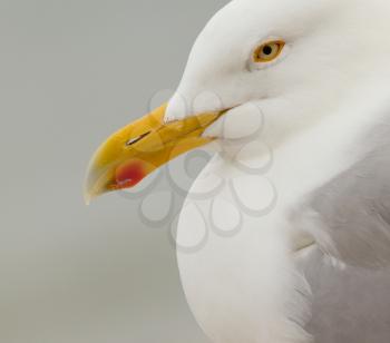 A close-up of a Herring Gull in Helgoland