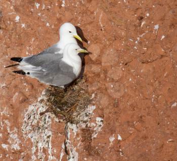 A pair of seagulls is nesting on a cliff on Helgoland