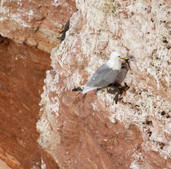 A pair of seagulls is nesting on a cliff on Helgoland