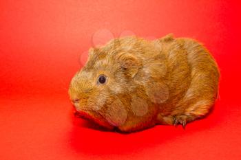 A guinea pig with a red background