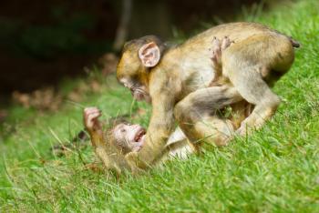 Two young monkey are fighting