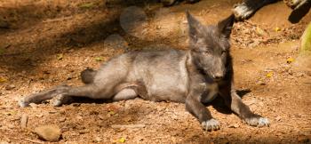 A young wolf in a german zoo