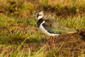 A lapwing in a green field