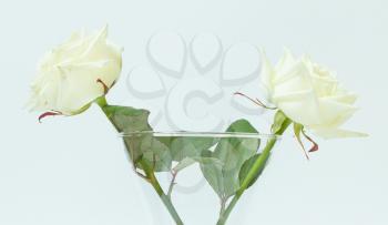 Two white roses in a glass vase