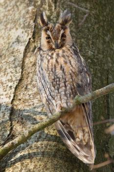 A sleeping long-eared owl in a tree
