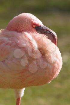 A close-up of a pink small Flamingo in a dutch zoo