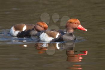 A couple of Red-crested Pochards swimming in a lake