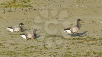 Three Brent geese at the sea during lowtide