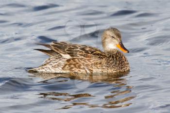 A Gadwall (female) in calm water (Holland)