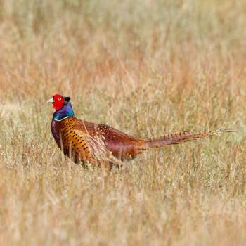 A common Pheasant in it's natural habitat