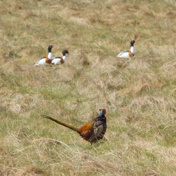 A pheasant with shelducks on the background