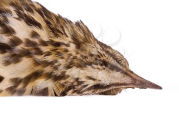 Dead song thrush on a white background