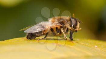 A close-up of a bee on a leaf