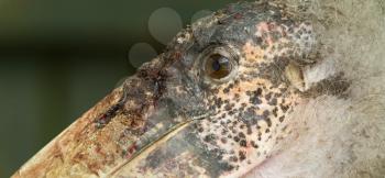 Extreme close-up of an marabu (Holland)