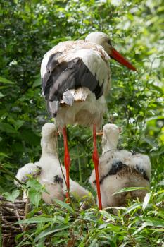 Stork with two chicks in a nest (Holland)