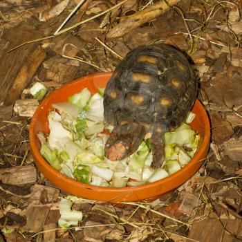 Small turtle in a salad bowl (zoo, Holland)