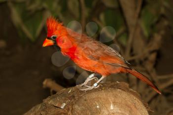 Northern Cardinal in captivity on a log