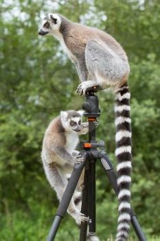 Ring-tailed lemurs in captivity, sitting on a photographers tripod