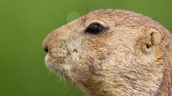 Close-up of a cute prairie dog(Holland)