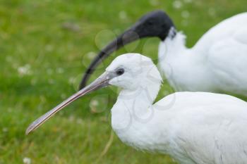 Spoonbill and ibis in their natural habitat (zoo, Holland)
