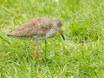 Redshank in the grass (captivity, zoo, Holland)