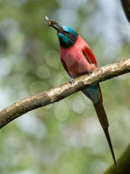 Northern Carmine Bee-Eater is eating a bumblebee