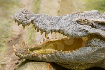 Crocodile resting in the sun (zoo Saigon, Vietnam)