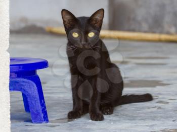 Black kitten outdoors on the concrete, Vietnam
