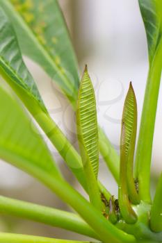 Young leaf growing, banana tree in Vietnam