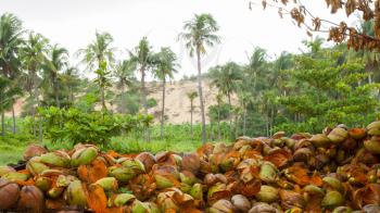 Disposed coconut husks on the ground, Vietnam