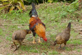 Colorful rooster standing with his chicks, isolation in their natural environment