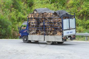 HUÉ, VIETNAM - AUG 4: Trailer filled with live dogs destined for Vietnamese slaughterhouses. Dogs, often stolen, are still on the menu in north Vietnam. Vietnam, 2012