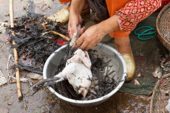 Woman plucking a chicken on a Vietnamese market (Dong Hoi)