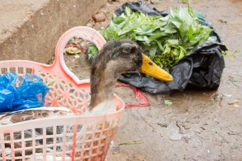 Duck bought for consumption on a Vietnamese market, Hoi An