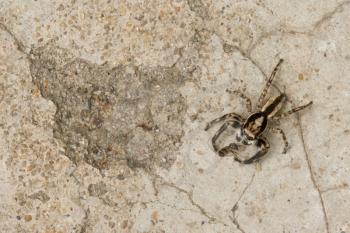 Small spider hunting on a concrete background (Vietnam)