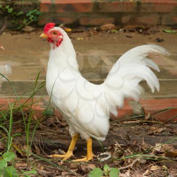 White rooster standing, isolation in it's natural environment